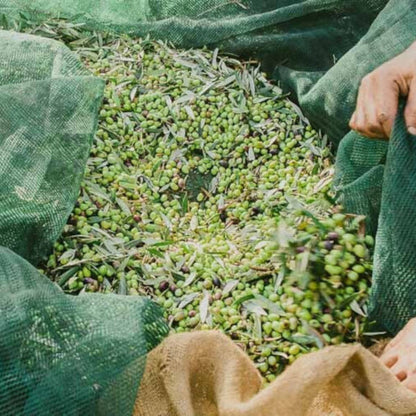 Мрежа за Събиране на Реколта KraftWorld 6х12м – Брезент за Маслини